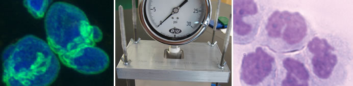 RowatLab_research-1-1